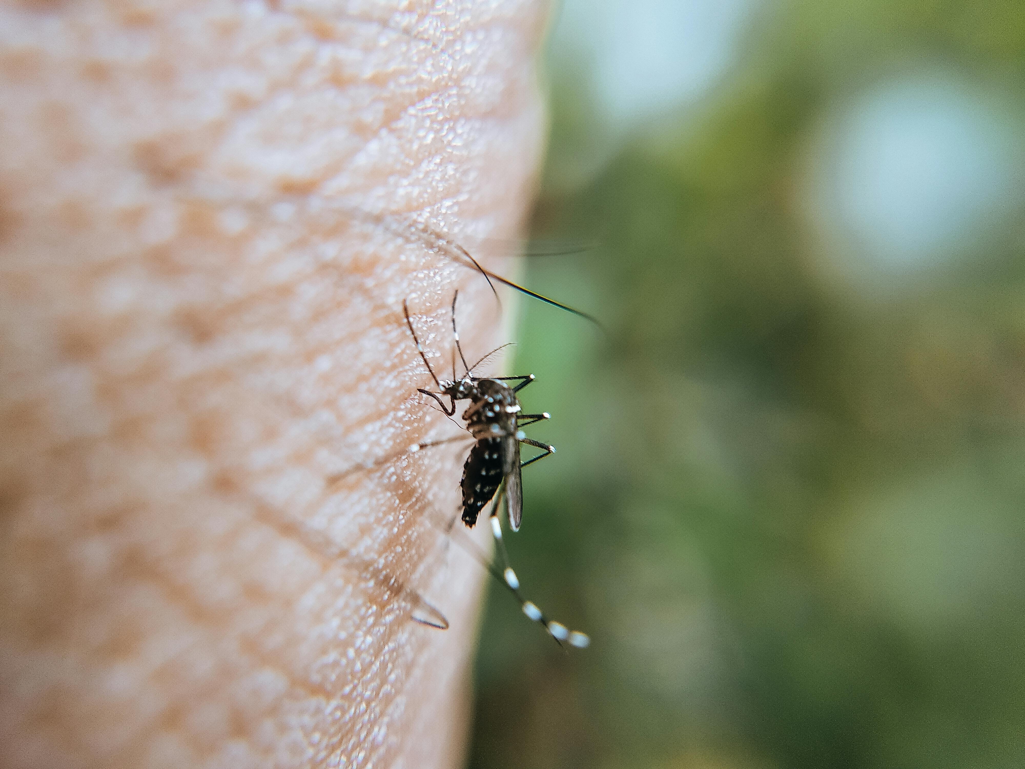 Supuesto kaso di Chikungunya detektá na Boneiru